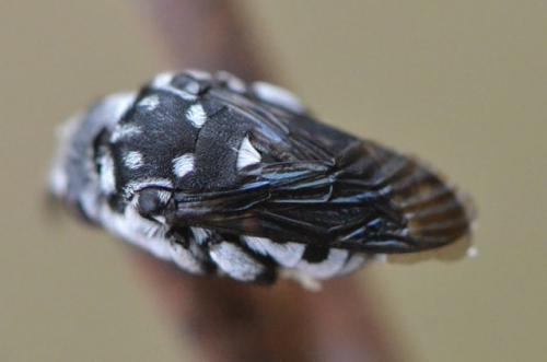 Thyreus ramosus